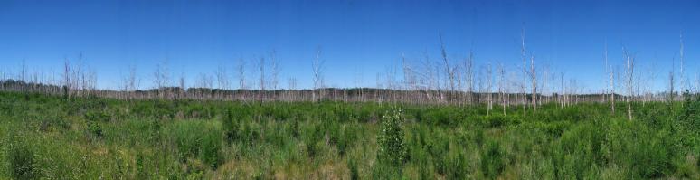 Une zone d arbres brules